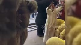 Egypt: Egyptian Butcher Throws Music Party for Sheep Ahead of Eid