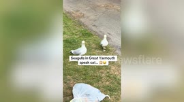SOUND ON: Holidaymaker surprised by seagulls that sound like meowing cats