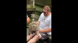 Tourist uncomfortable as monkey with 'unique smell' rests testicles on his leg