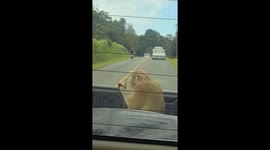 Monkey steals food from the back of pickup truck