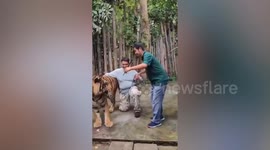 Zoo in Thailand denies one of its tigers attacked Indian tourist