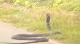 Giant king cobra shocks drivers when it appears on roadside