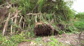 Tree falls on row of homes and shop during storm in Thailand