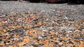 Pakistan: Port pollution in Pakistan sparks concern on Environment Day