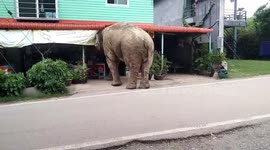 Wild elephant wanders into grocery shop in Thailand