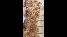 Resident shocked by thousands of winged termites outside her home