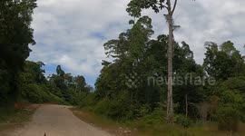 A deer suddenly darted across the new forest road as a motorcycle zoomed by