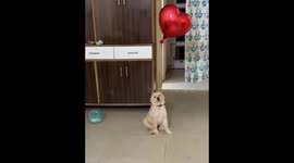 Puppy’s adorable balloon struggle caught on video in Mohali, Punjab, India