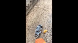 Fast-moving crab surprises beachgoer in Quy Nhon, Vietnam