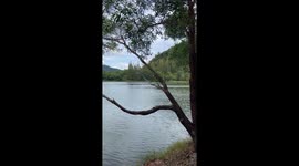 Poser plunges into lake when tree branch snaps