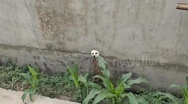Dog pokes head through wall and barks in Sichuan, China