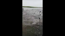 Fishes unexpectedly jump out of water in Privolzhsky, Astrakhan, Russia