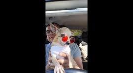 Tiny wearing his Sunglasses for the summer heat.