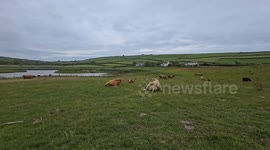 Highland cattle grazing in a field near South Milton Sands in the South Hams in Devon