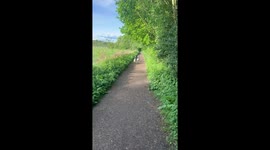 Goose family intimidates visitor at Loch Leven in Scotland, UK