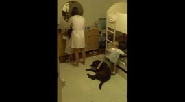 Chocolate lab softens toddler’s fall in lucky landing