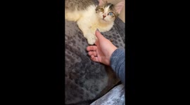 My New Kitten Has Heterochromia