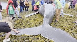 Beached Humpback Calf Found in Valdez, Alaska