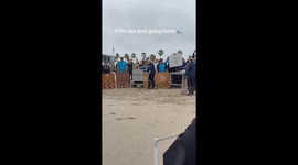 Back to the waves: Sea lions return home in heartwarming release