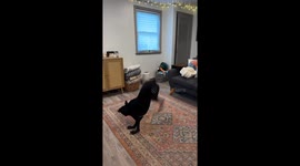Dog Loves Doing Backflips