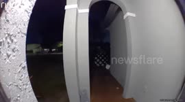 Frog Launches Itself at Man