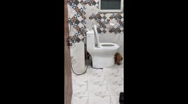 Puppy Chases Leash Around Toilet