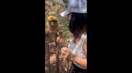 Touchy Tourist Gets Monkey Bite