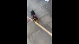 stubborn dog refuses to walk again!