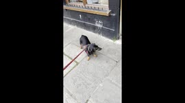 stubborn dog makes his owner bang his head on pub door!