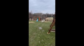 Alpacas Prance Through Backyard