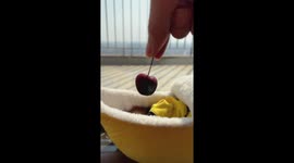 A Little Monkey Eats a Cherry