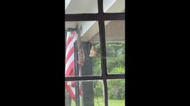 This Squirrel Doesn't Skip Leg Day