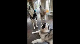 Our Alaskan Malamutes Howling Trio Perform The Song Of Their People