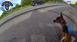 US: Trooper Rescues Helpless Fawn From Busy Highway In Chillicothe