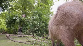 Austria: Capybaras Feast On Fresh Greens Supplied By Vienna Forestry Department