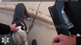 Lost Dog Jumps Into Patrol Car, Reunited With Owner