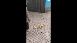 This little boy is showing his skill in training a flock of ducklings to follow him by walking backwards