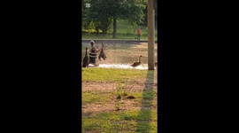 Wildlife volunteer removes fishing line tightly wrapped around goose's leg
