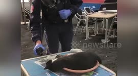Police perform CPR on cat knocked out by volcano gas in Spain