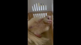 Pet skunk yawns and sleeps in cage
