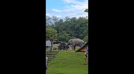 Campers flee as wild elephant rummages through tents