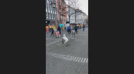 Tiny dog plays with balloon indoors in Hagen, Germany