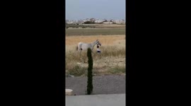 Child hangs onto moving horse’s lead rope in Al-Sareeh, Jordan
