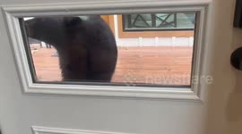 Curious bear approaches home in Sevierville, Tennessee, USA