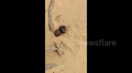 Man fascinated as dung beetle digs hole to bury dung ball just inches from his feet