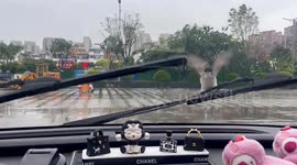 Small bird latches onto windshield wiper and refuses to budge despite driver's attempts