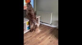 Dog adorably licks ice cream on TV in Cotswolds, England, UK