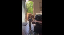 Bear surprises homeowner in Tahoe, California, USA