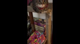 Cat reacts to fart spray in Chicago, Illinois, USA