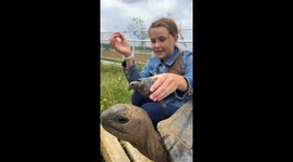 Tortoise pees on larger tortoise during explanation in Cape Town, South Africa